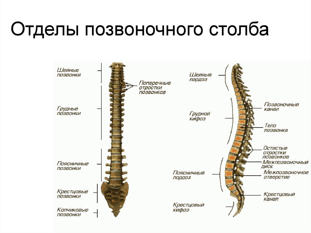 Позвоночный столб позвонки. Скелет туловища позвоночник. Позвоночный столб. Отделы, позвонки. Скелет туловища Позвоночный столб. Осевой скелет Позвоночный столб.