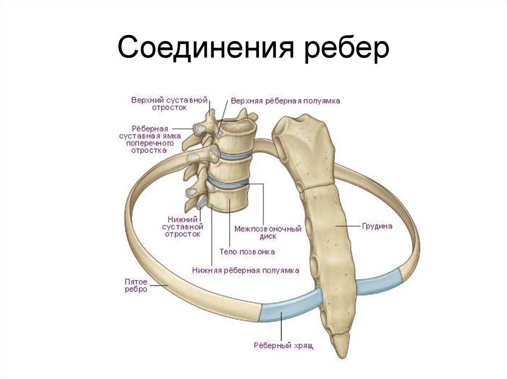Неподвижные соединения ребер. Соединение ребер с позвонками и грудиной. Соединение ребра с грудным позвонком. Соединение ребер с позвоночником. Как ребра соединяются с позвоночником.