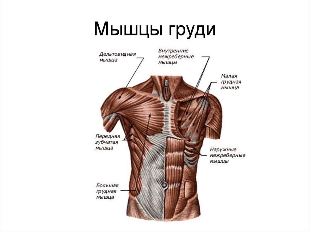 Как называется верх. Строение грудной клетки человека анатомия мышцы. Анатомия строения мышц грудной клетки. Анатомия мышц грудного отдела. Анатомия мышц грудной клетки человека.