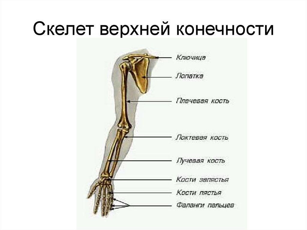 Картинки кости руки