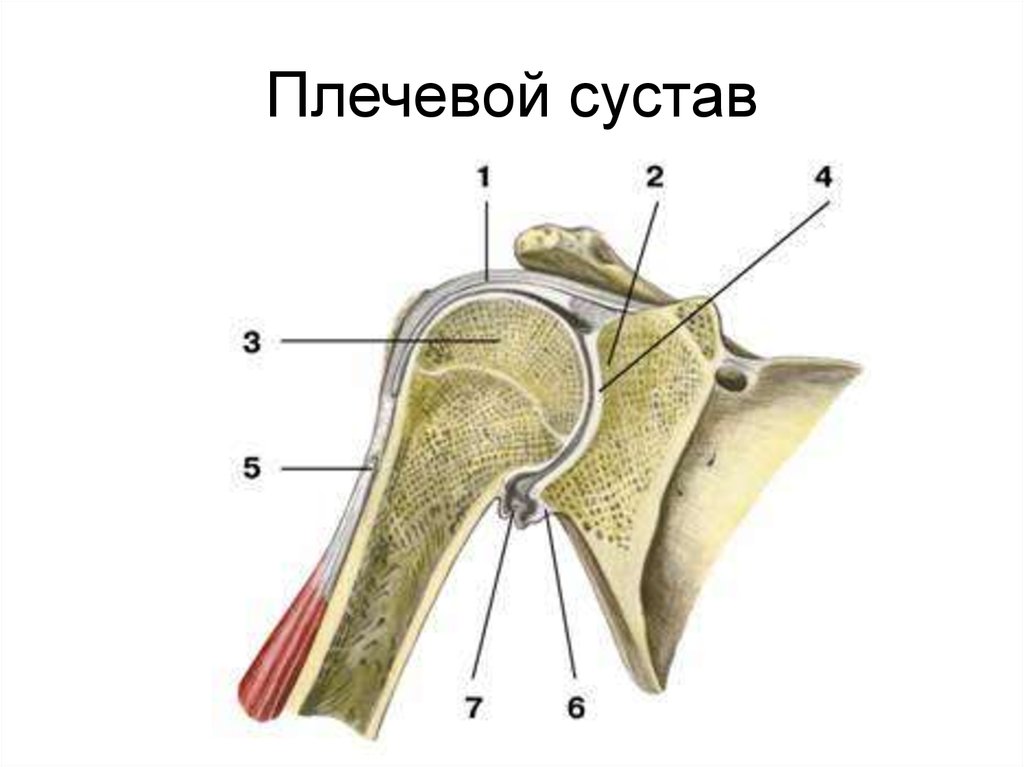 Соединения костей плечевого пояса. Плечевой сустав анатомия строение. Плечевой сустав (articulatio Humeri). Плечевой сустав фронтальный разрез. Соединение свободной верхней конечности плечевой сустав.