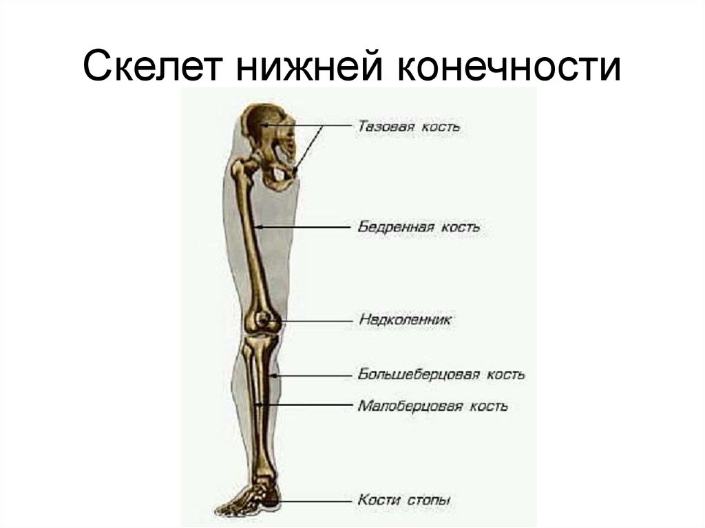 Скелет нижних конечностей человека кости. Скелет свободной нижней конечности человека анатомия. Отделы скелета свободной нижней конечности. Строение скелета нижней конечности (отделы и кости). Скелет свободной нижней конечности бедренная кость строение.