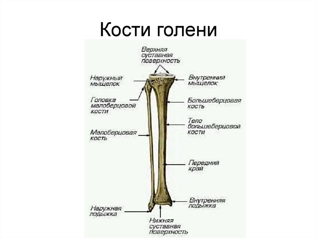 Под каким номером на рисунке обозначена малоберцовая кость