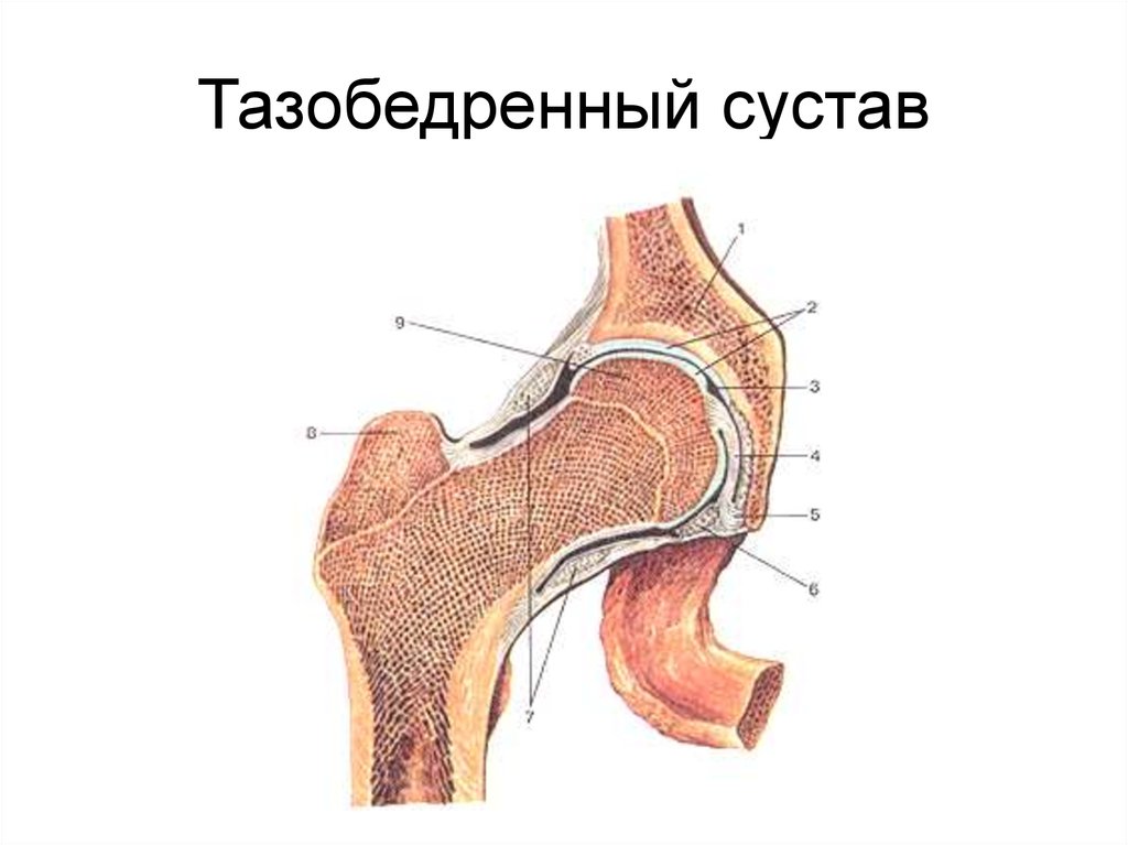 Тазобедренный сустав соединение