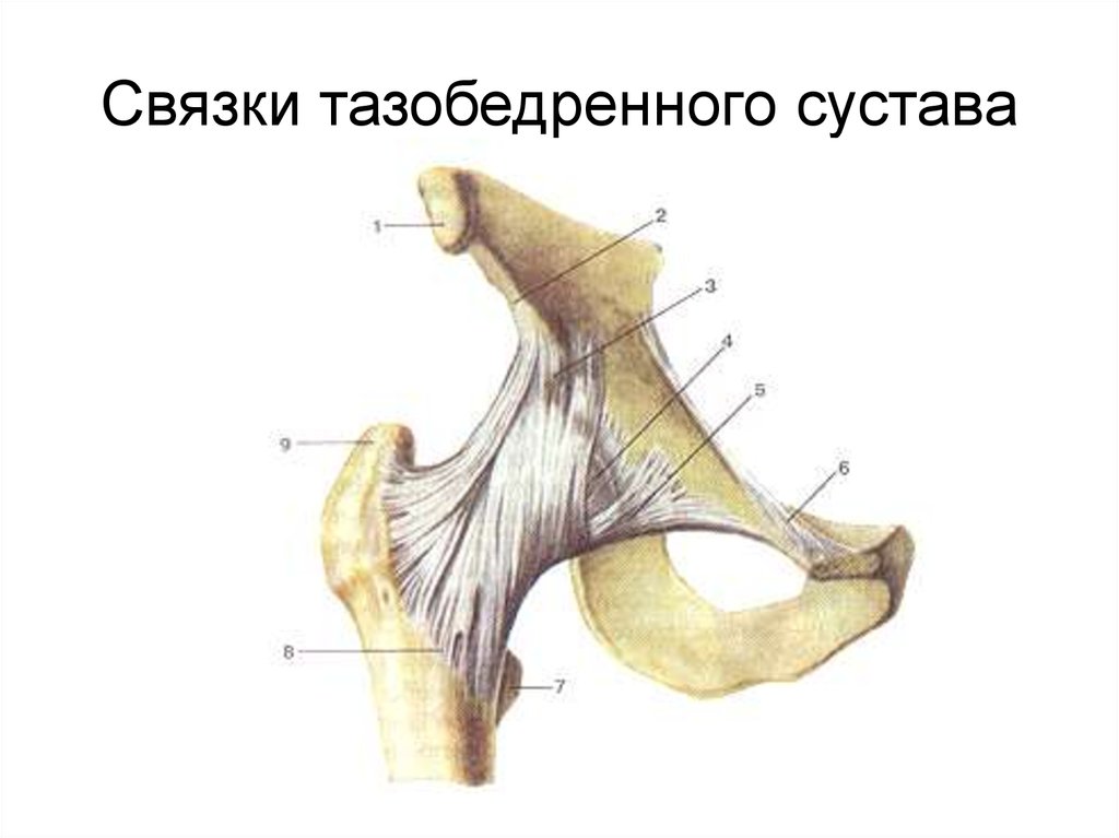 Связки тазобедренного сустава фото