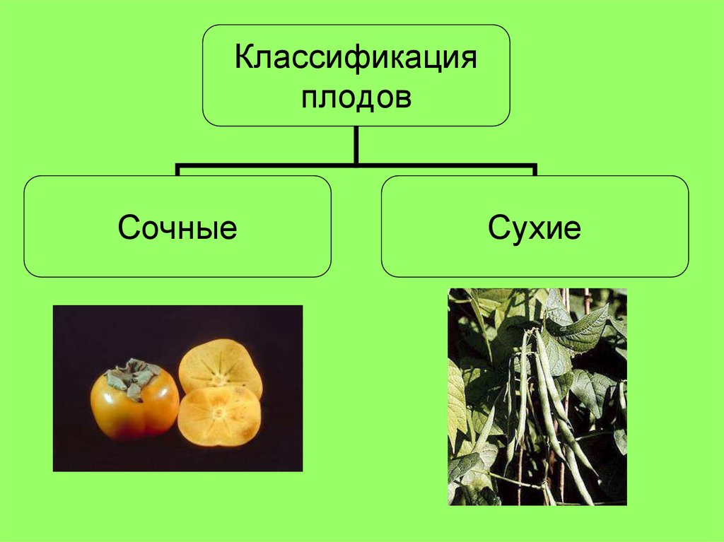 Презентация плоды 6 класс фгос пасечник