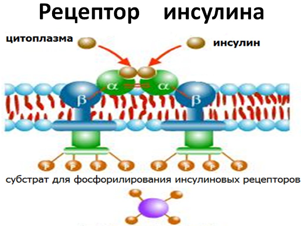 Рецептор. Тирозинкиназный Рецептор инсулина. Строение инсулинового рецептора. Строение рецептора инсулина. Каталитический Рецептор инсулина.