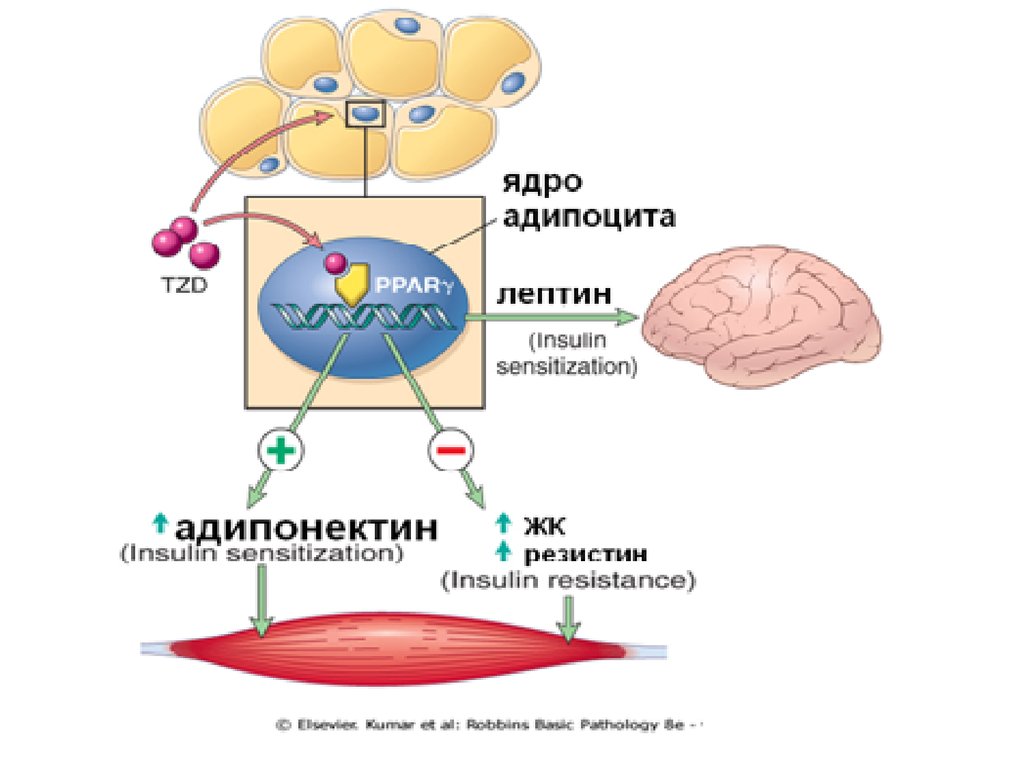 Резистин. Адипонектин. Лептин и адипонектин. Адипонектин биохимия. Адипокины жировой ткани.