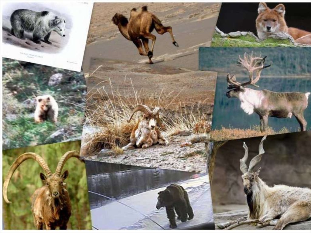 Животные алтайского заповедника фото с названиями