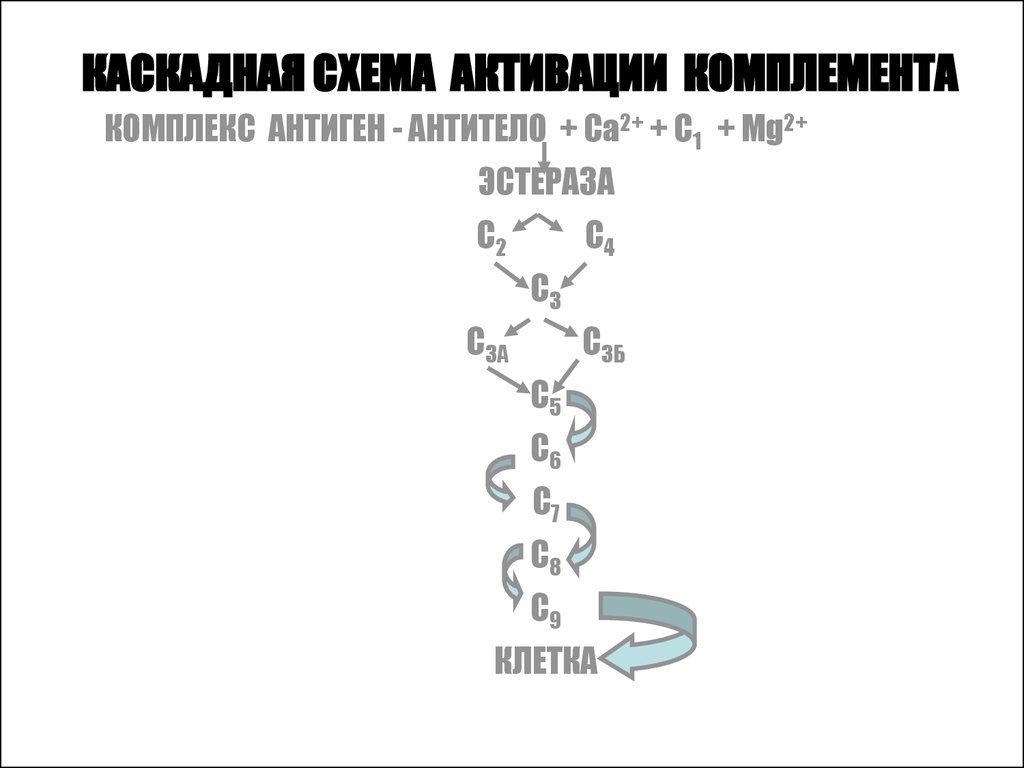 Схема активации комплемента