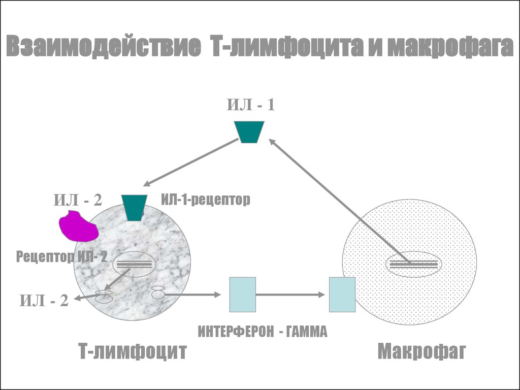 Взаимодействия т. Рецепторы ил1. Взаимодействие t лимфоцитов. Интерлейкин 1 бета рецепторы. Макрофаг гамма интерферона.