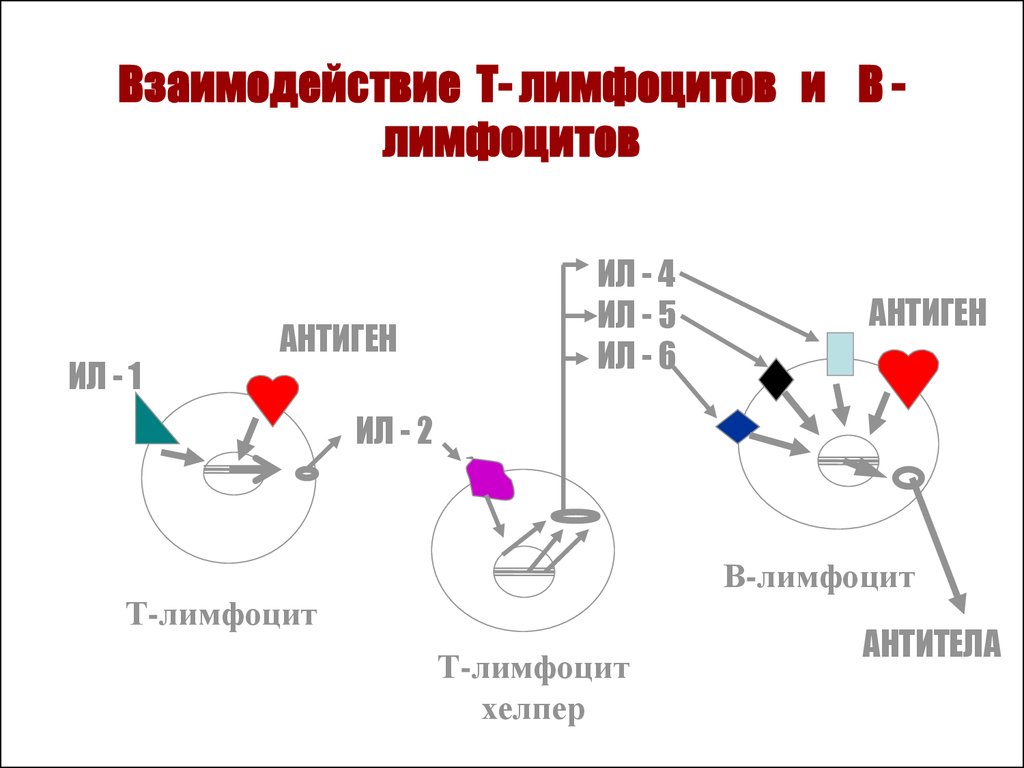 Взаимодействия т. Взаимодействие т и в лимфоцитов. Презентация антигена лимфоцитам. Презентация антигена т лимфоцитам. Взаимодействие т и б лимфоцитов.