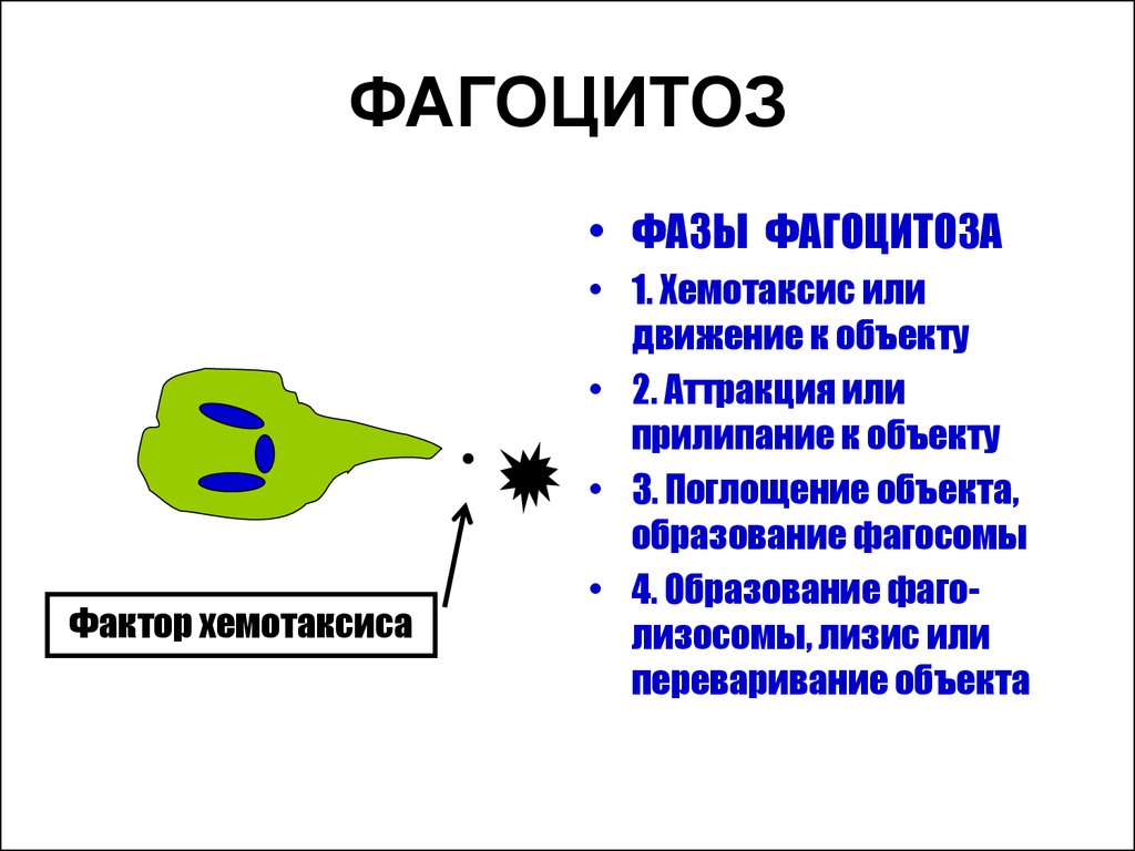 Строение хемотаксиса. Фагоцитоз лейкоцитов схема. Этапы внешнего фагоцитоза. Фагоцитоз лейкоцитов. Этапы фагоцитоза.