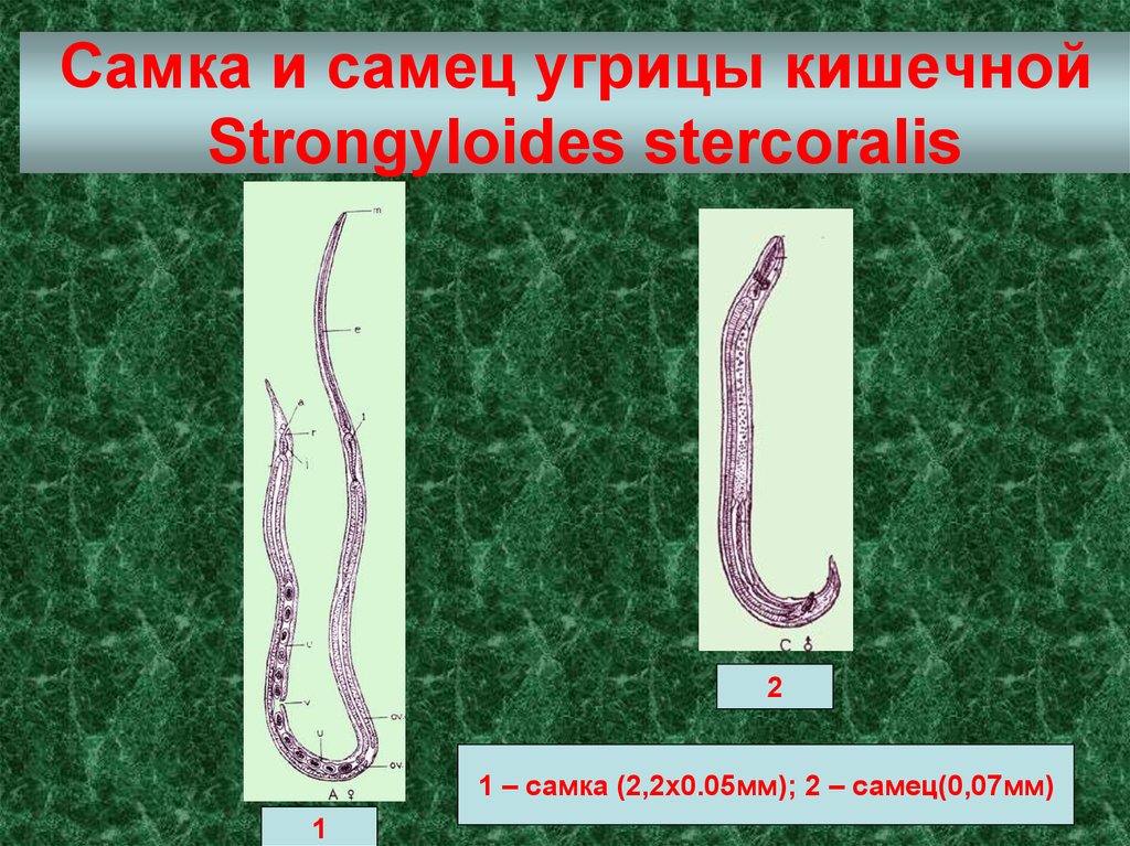 Жизненный цикл угрицы кишечной. Стронгилоид (кишечная угрица);. Strongyloides stercoralis (угрица). Угрица кишечная strongyloides stercoralis. Strongyloides stercoralis строение.