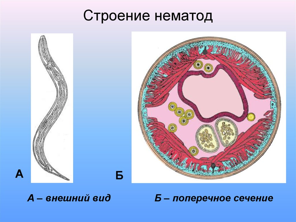 Круглые черви рисунок