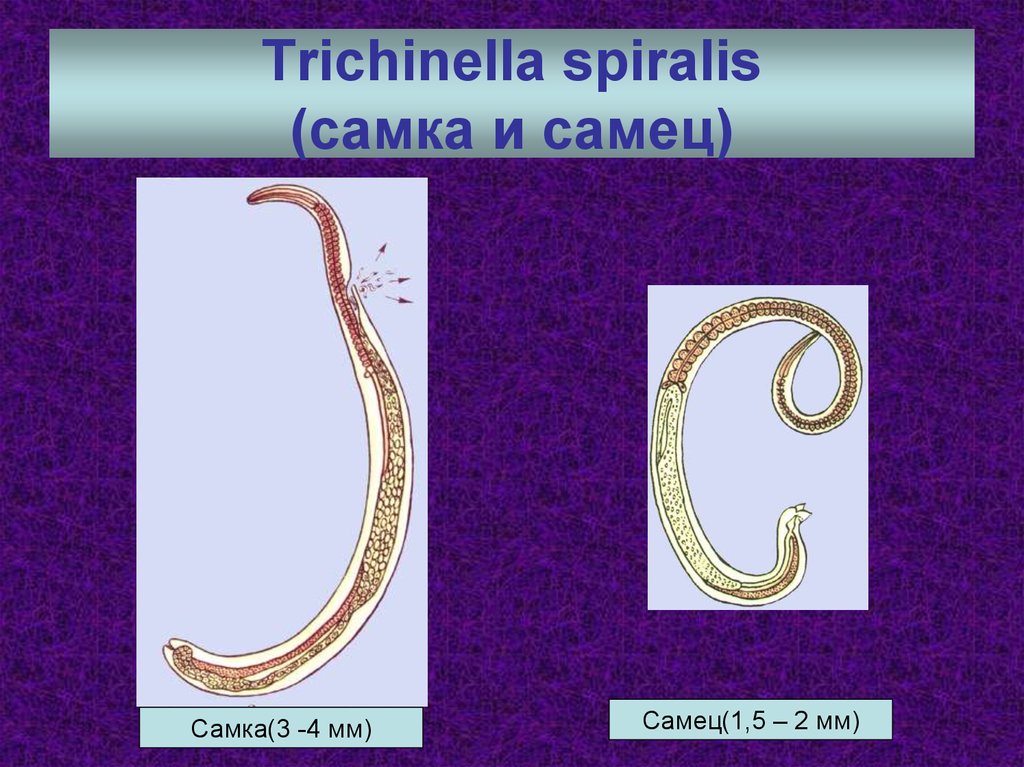 Трихинелла спиральная самец и самка