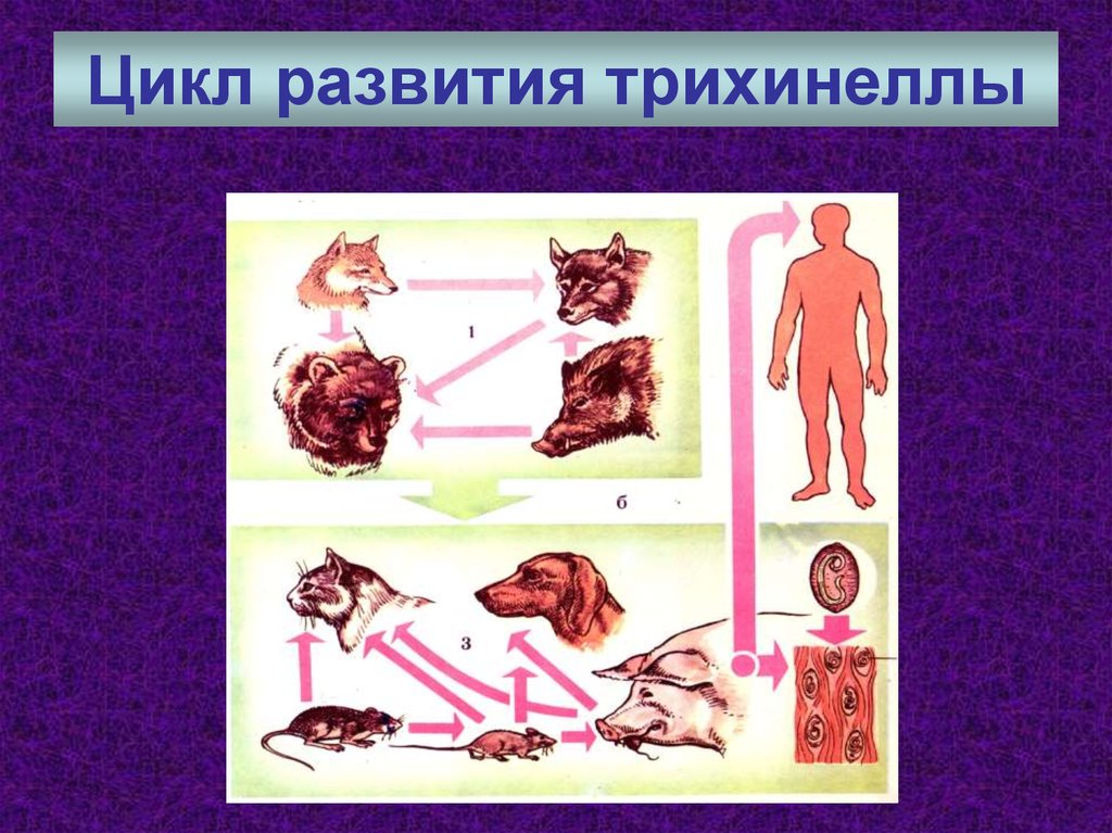 Жизненный цикл трихинеллы спиральной схема