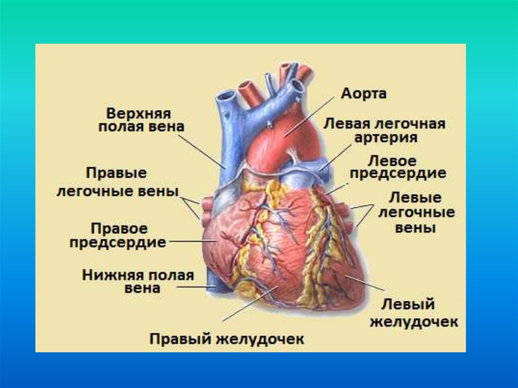 Легочных венах. Правая нижняя легочная Вена. Левая нижняя легочная Вена.