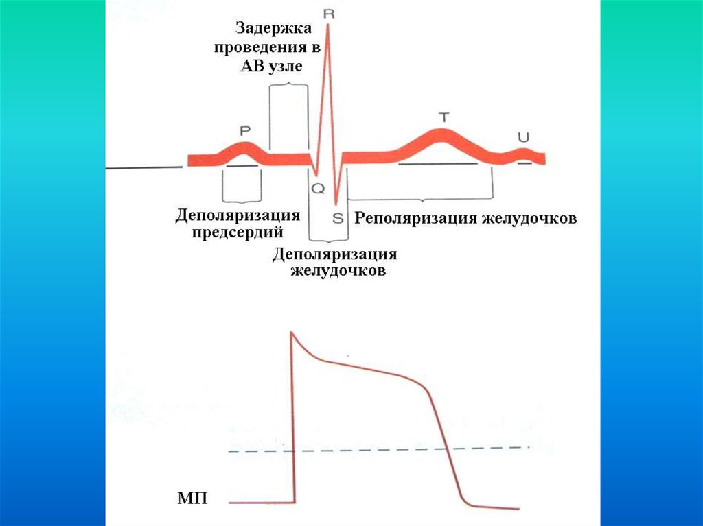 Ранняя реполяризация. ЭКГ деполяризация и реполяризация. Процессы деполяризации и реполяризации. Деполяризацию миокарда желудочков отражает на ЭКГ. Процесс реполяризации желудочков.