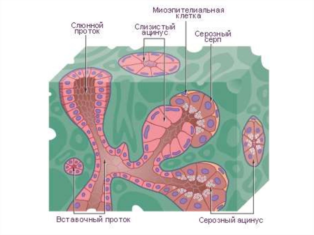 Экзокринные железы выводные протоки. Ацинусы поджелудочной железы гистология. Ацинус поджелудочной анатомия. Ацинус протоки слюнных желез. Ацинус слюнной железы схема.