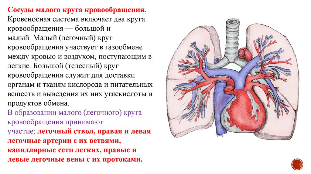 Процесс кровообращения. Сосуды малого и коронарного кругов кровообращения. Артерии большого круга кровообращения - презентация онлайн