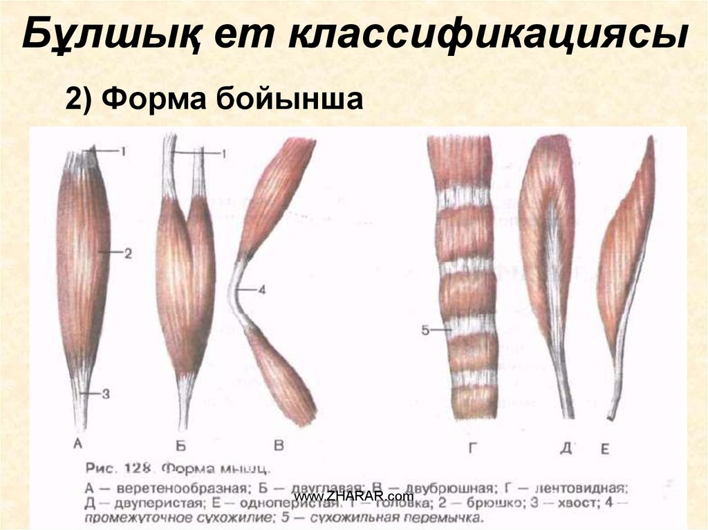 Брюшко мышцы. Классификация мышц по форме и строению. Промежуточное сухожилие сухожильная перемычка. Классификация скелетных мышц по форме, строению, расположению. Классификация мышц одноглавые двуглавые.