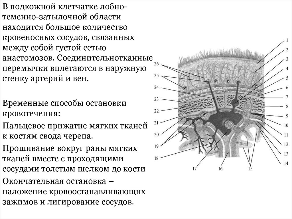 Покровы свода черепа