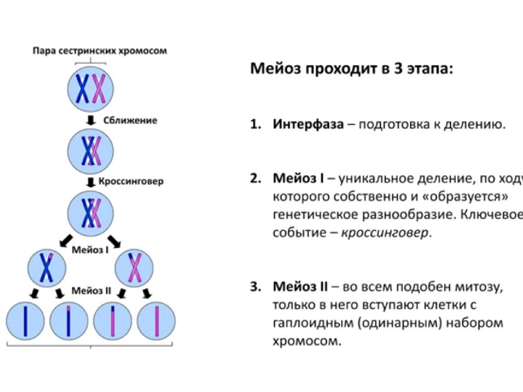 Мейоз биологическое значение. Биологическое строение мейоза. Упрощенная схема мейоза. Этапы мейоза схема. Схема деления мейоза.