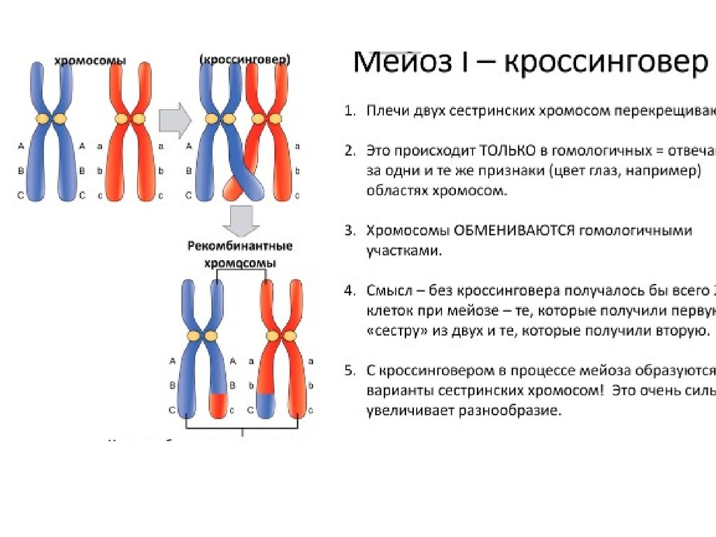 50 chromosome. Мейоз с кроссинговером схема. Кроссинговер фаза мейоза. Рисунок конъюгация и кроссинговер при мейозе. Кроссинговер в мейозе.
