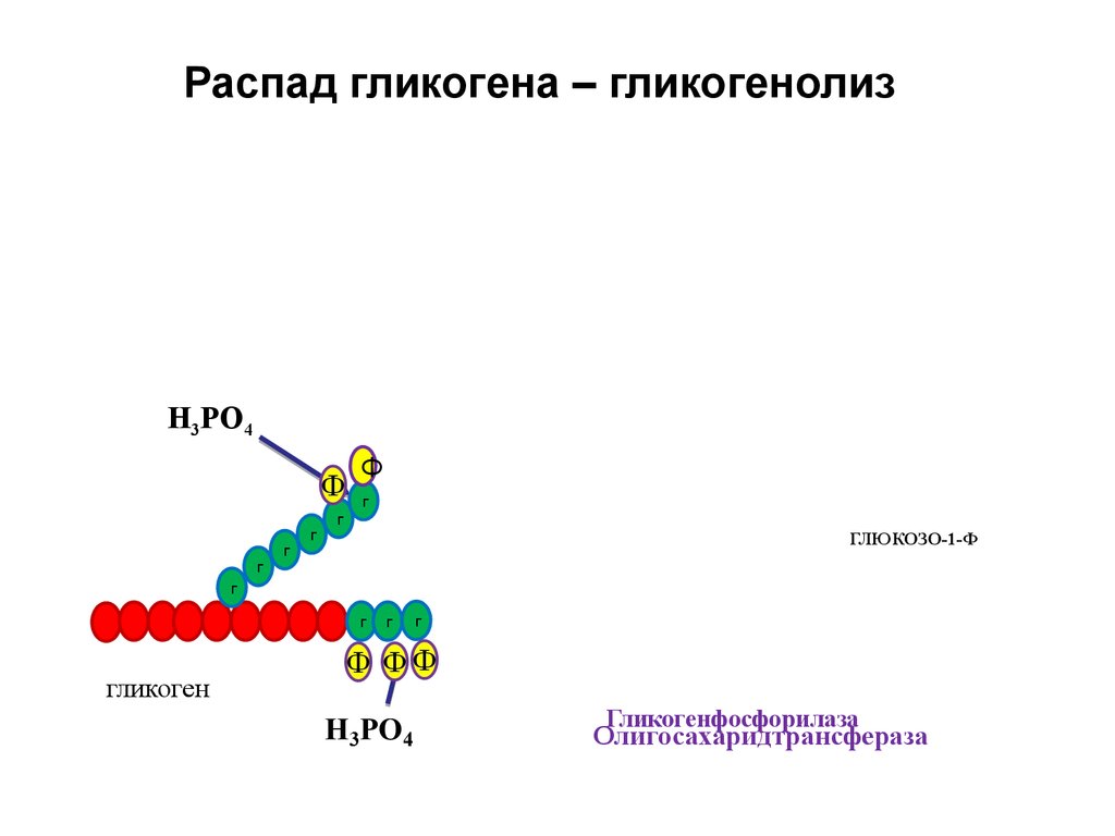 Распад 13. Распад гликогена (гликогенолиз). Распад гликогена до лактата. Амилолитический путь распада гликогена. Олигосахаридтрансфераза.