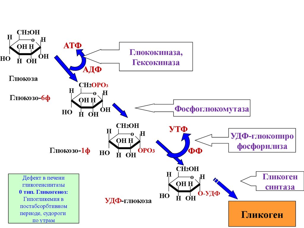 Синтез углеводов атф. Схема обмена гликогена биохимия. Глюконеогенез реакции формулы. Реакции биосинтеза гликогена. Обмен гликогена Синтез схема.
