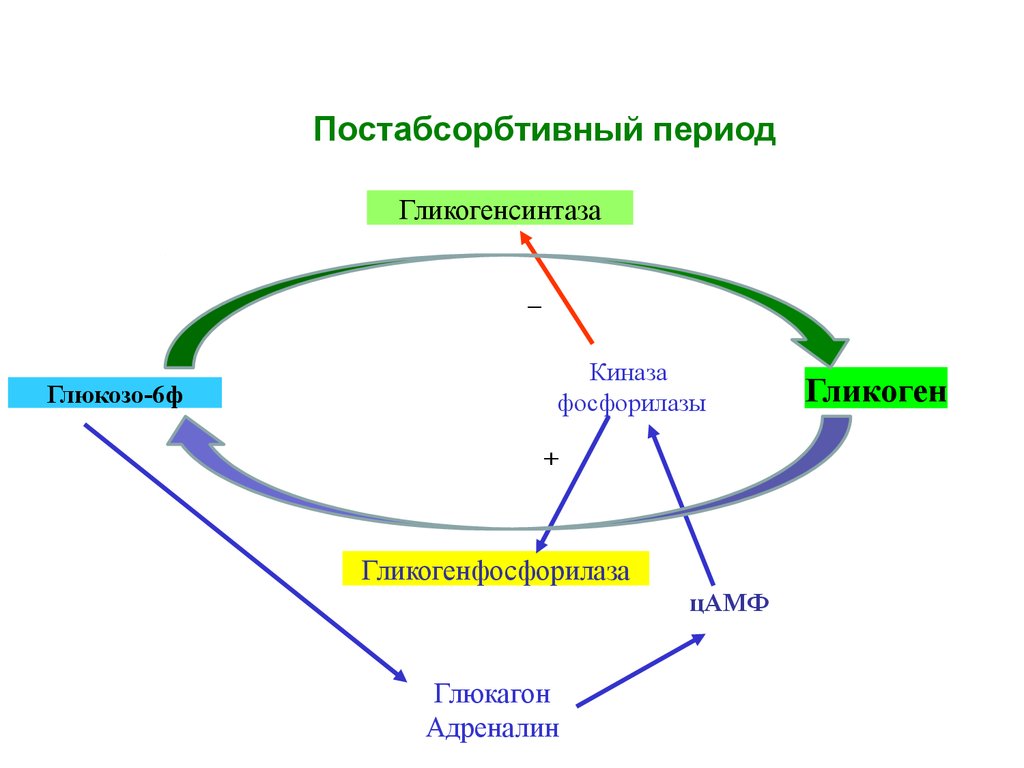В абсорбтивный период активно протекает. Схема углеводного обмена в абсорбтивный период. Периоды метаболизма абсорбтивный, постабсорбтивный, голодание. Гормональная регуляция абсорбтивного и постабсорбтивного периодов. Постабсорбтивный период биохимия.
