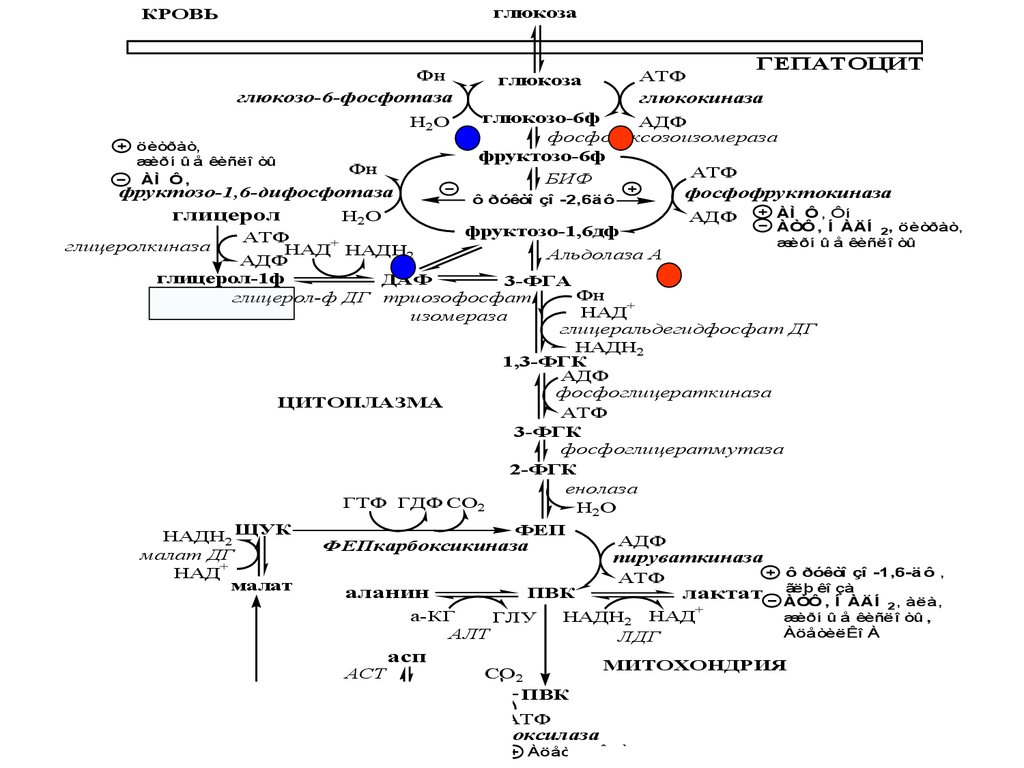 Биохимия в москве. Углеводы биохимия. Глиоксилатный цикл биохимия. Углеводы лекция биохимия. Обмен углеводов классификация.
