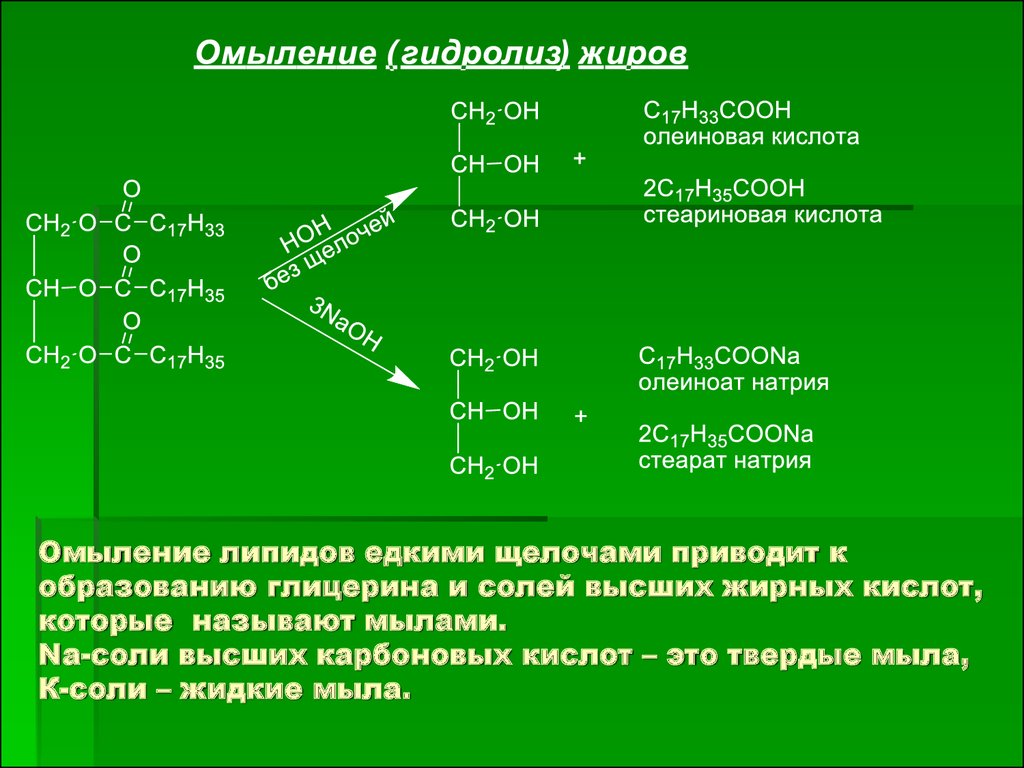 Гидролиз жиров стеариновая кислота. Омыление жиров кислотный гидролиз. Кислотный гидролиз олеиновой жира. Омыление липидов. Гидролиз липидов формула.