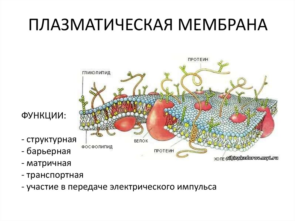 4 функция плазматической мембраны. Клеточная плазматическая мембрана функции. Строение плазматической мембраны. Функции плазматической мембраны. Плазматическая мембрана строение и функции.