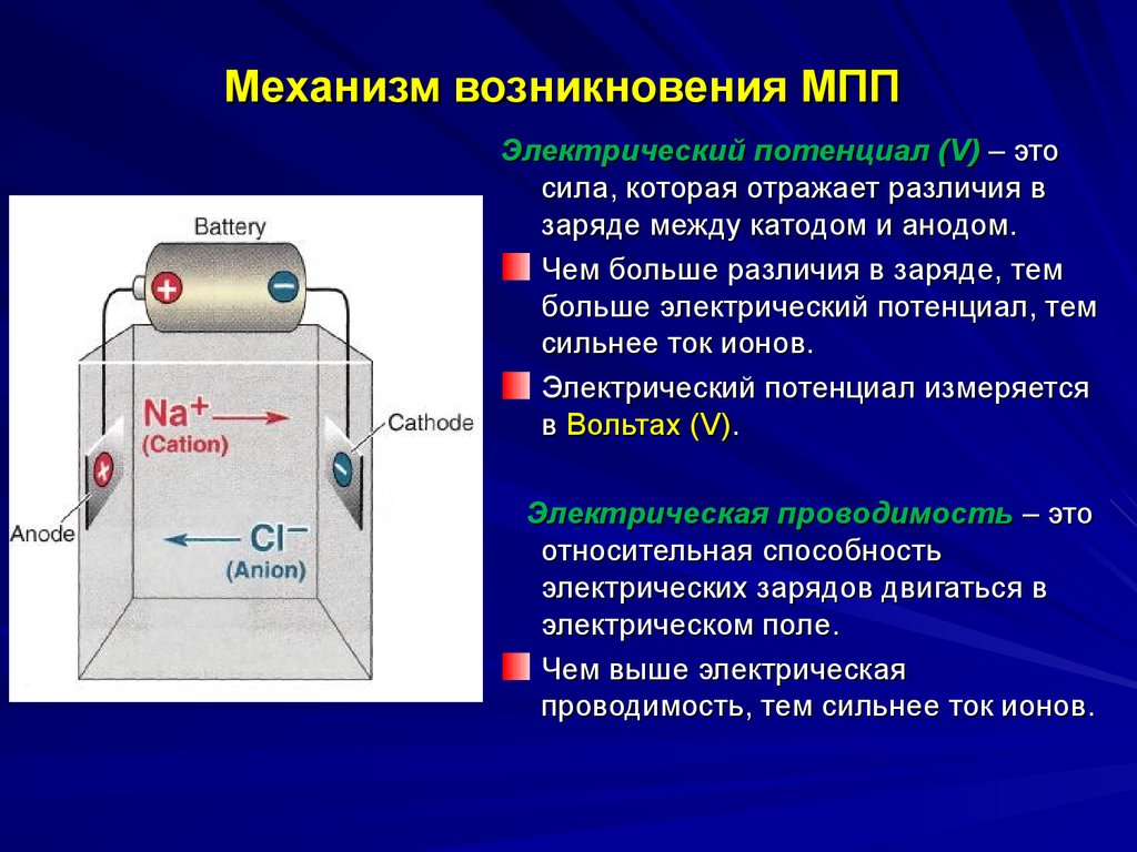 Механизм возникновения. Мембранный потенциал покоя (МПП). Механизмы формирования мембранного потенциала покоя. Механизм МПП физиология. Механизм возникновения мембранного потенциала.