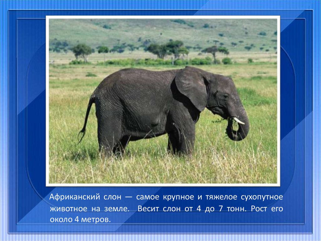 Слон сколько кг. Самое крупное сухопутное животное на земле. Самое крупное животное Африки. Вес слона. Африканские животные презентация.