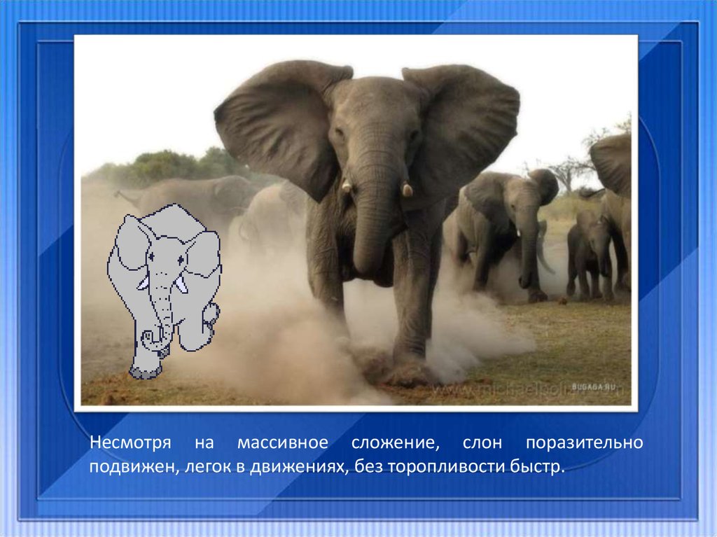 An elephant can перевод на русский. Скорость слона. Скорость африканского слона. Слоны в Африке презентация. Массивный слон.