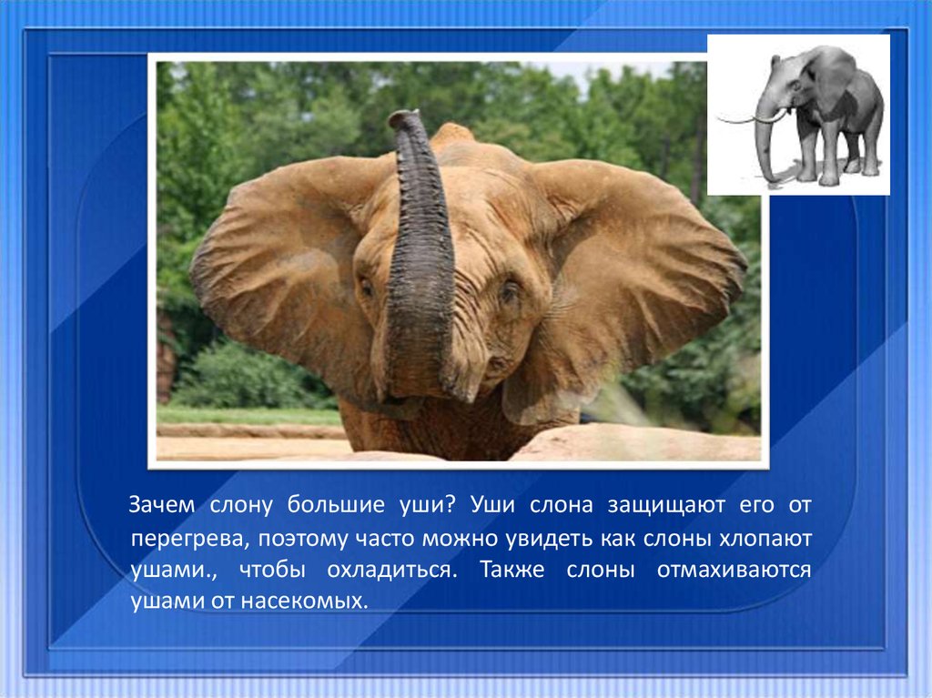 Ухо африканского слона. Зачем слону большие уши. Почему у слона большие уши. Зачем слонам большие уши. Уши слонов.