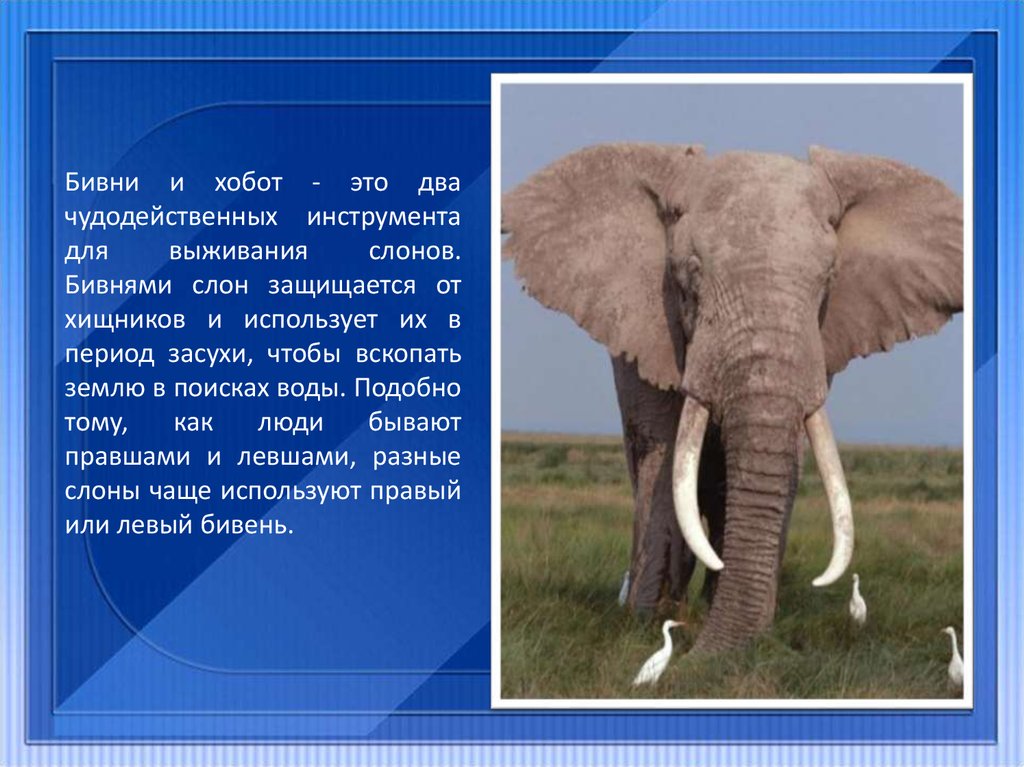 Возникновение хобота у слона можно объяснить. Бивни слона. Хоботок слона. Хобот и бивни слона. Зачем слону бивни.