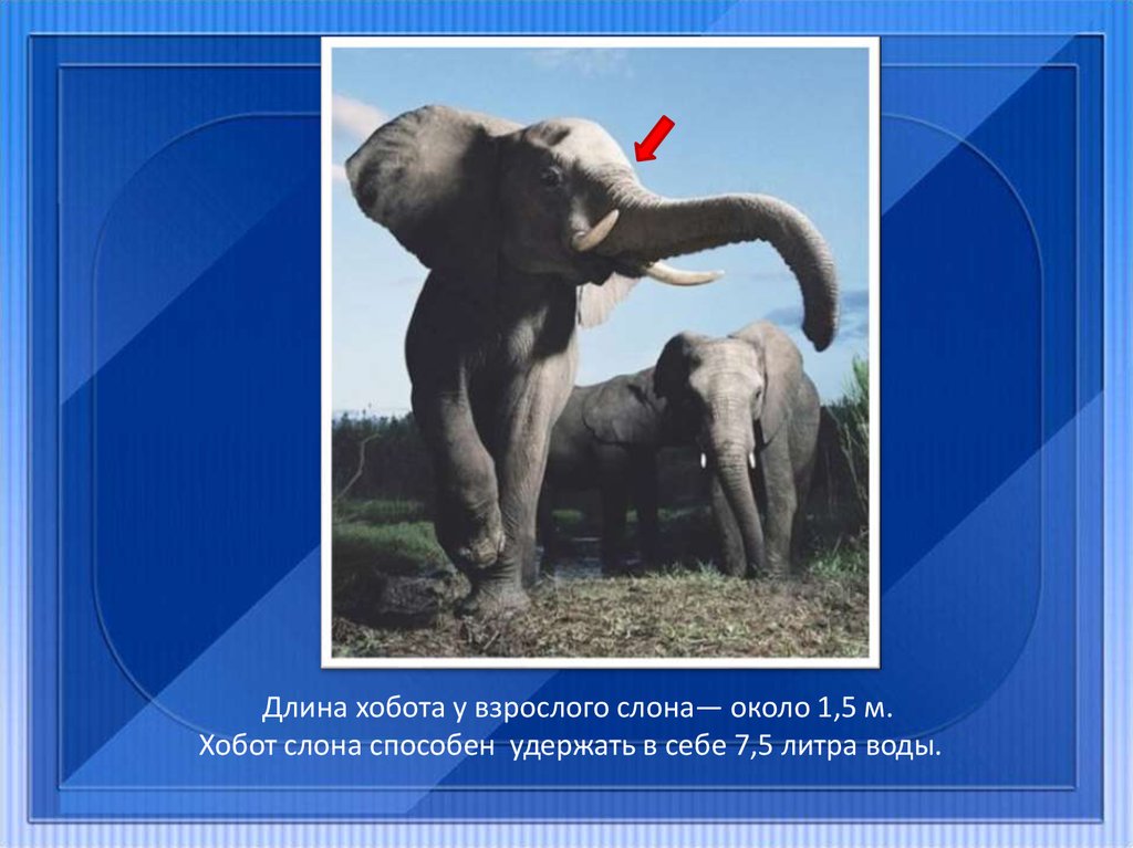 Возникновение хобота у слона можно объяснить. Хоботок слона. Длина хобота слона. Строение хобота слона. Размеры взрослого слона.