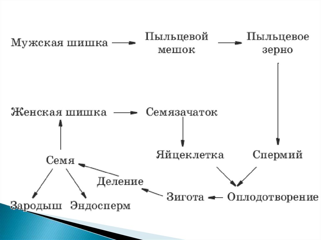 Оплодотворение голосеменных растений схема