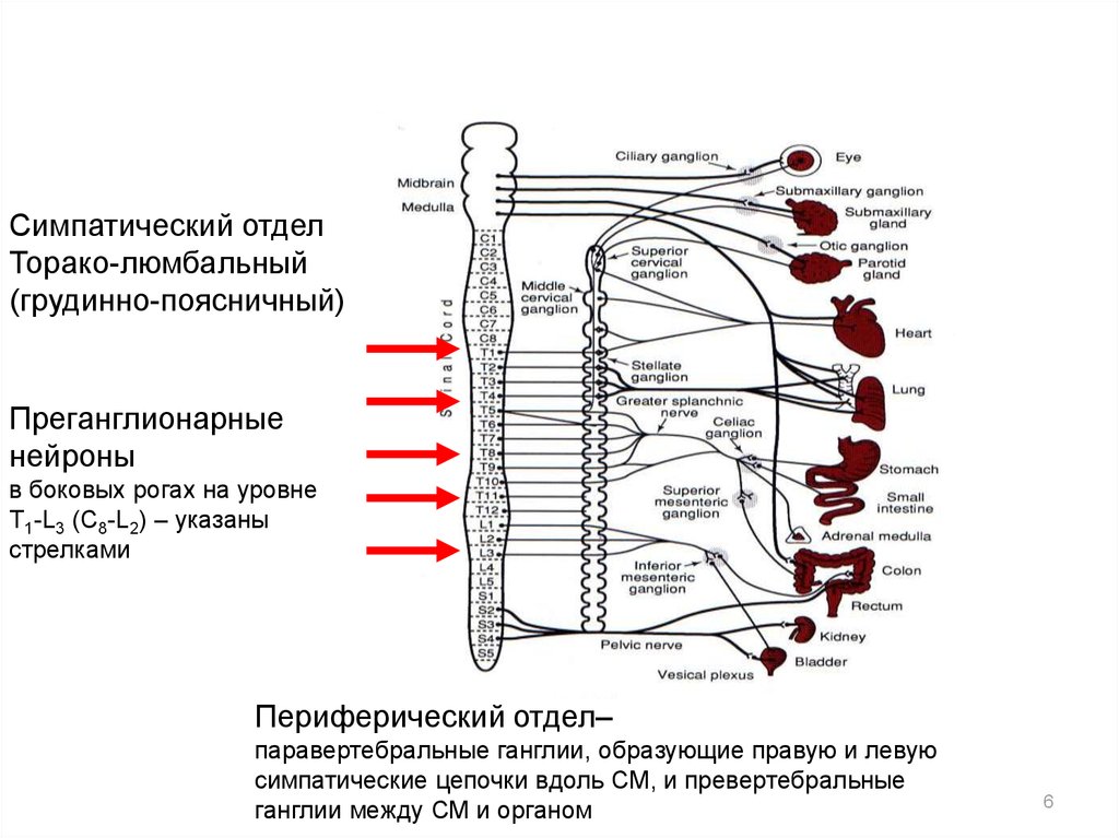Нервный узел где. Ганглии парасимпатической нервной системы. Поясничный отдел вегетативной нервной системы. Вегетативная нервная система схема. Паравертебральные и превертебральные ганглии симпатической нервной.