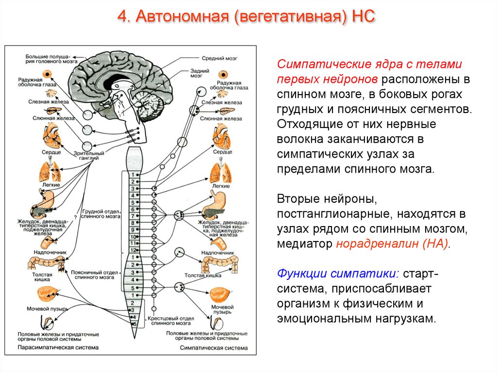 Где расположены вегетативные симпатические нейроны. Вегетативная нервная система схема спинного мозга. Отделы вегетативной нервной системы строение. Функции парасимпатической вегетативной нервной системы. Парасимпатическая нервная система схема.