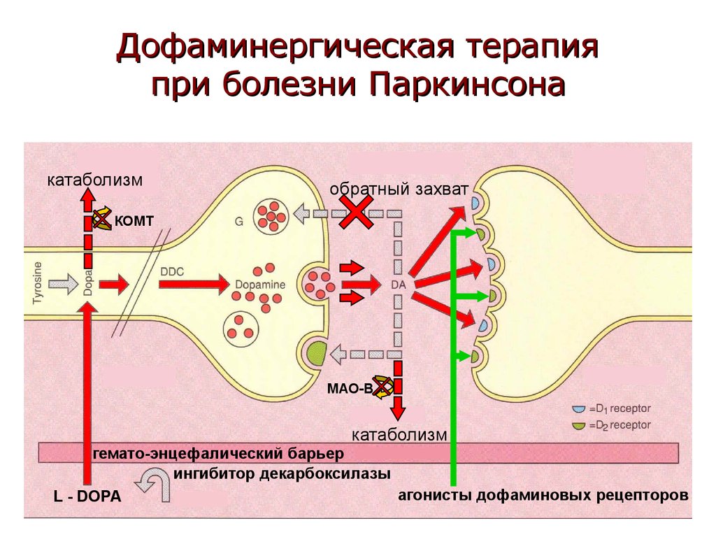 Дофаминовые рецепторы. Паркинсонизм дофамин. Болезнь Паркинсона дофаминергическая терапия. Болезнь Паркинсона дофамин. Паркинсонизм биохимия.