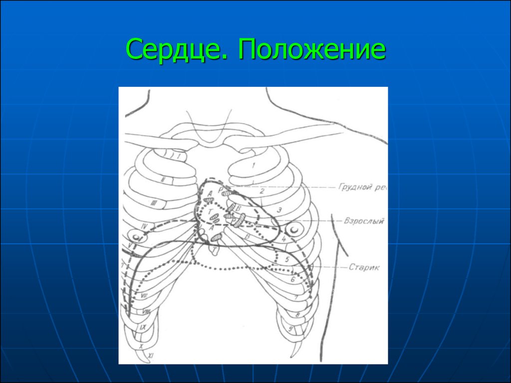 Положение сердца. 3 Положения сердца. Положение сердца и его латинское название. Нестандартное положение сердца.