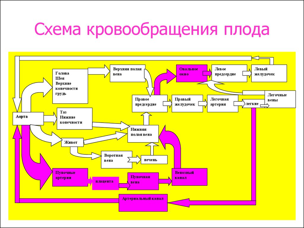 Кровообращение у плода схема