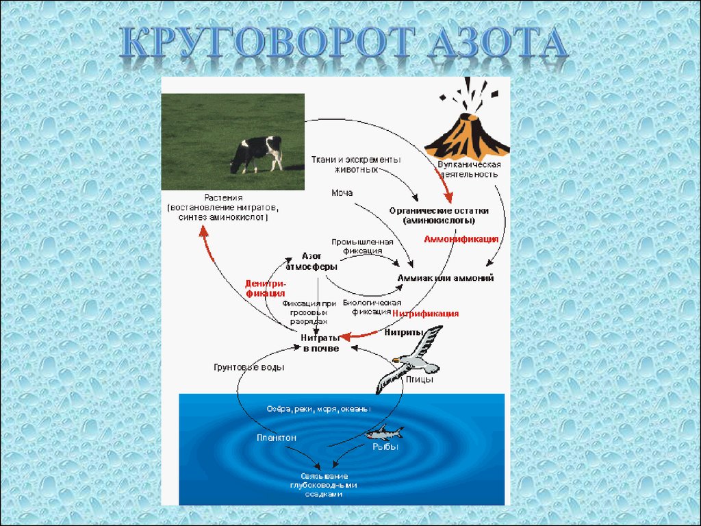 Круговорот в природе презентация. Схема биологического цикла азота. Геологический круговорот азота. Круговорот веществ азота схема. Зарисовать круговорот азота.