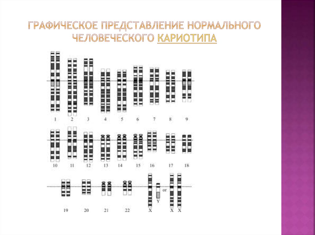 Построение графического изображения кариотипа