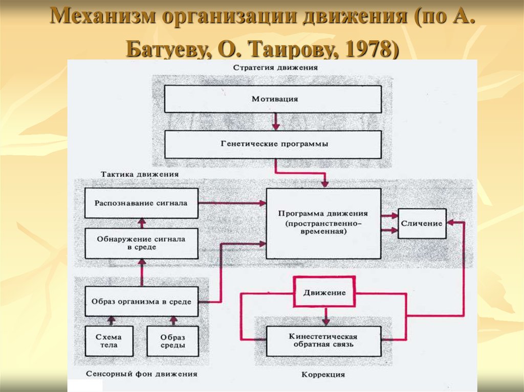 Уровни организации движений схема